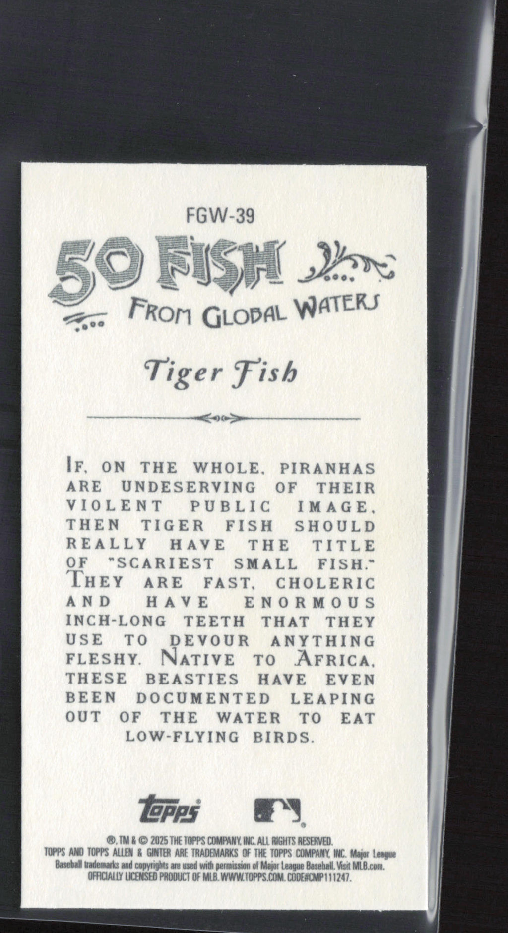 2025 Topps Allen & Ginter #FGW-39 Tiger Fish Mini 50 Fishes from Global Waters