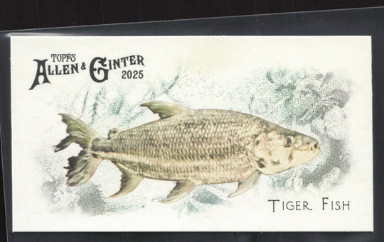 2025 Topps Allen & Ginter #FGW-39 Tiger Fish Mini 50 Fishes from Global Waters